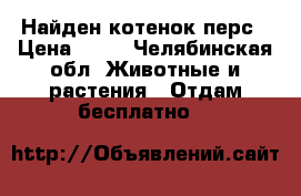 Найден котенок перс › Цена ­ 50 - Челябинская обл. Животные и растения » Отдам бесплатно   